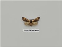 藏品(夜蛾802)的圖片